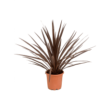 Cordyline australis 'Red Star'