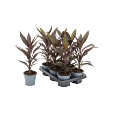 Cordyline fruticosa 'Tango' 6/tray