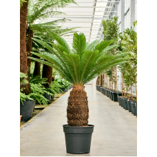 Cycas revoluta