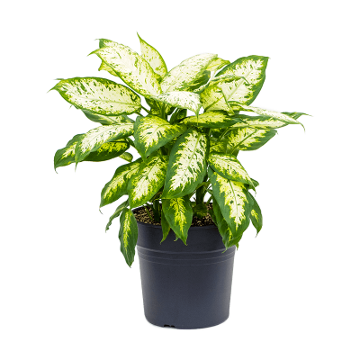 Растение горшечное Диффенбахия/Dieffenbachia 'Compacta'