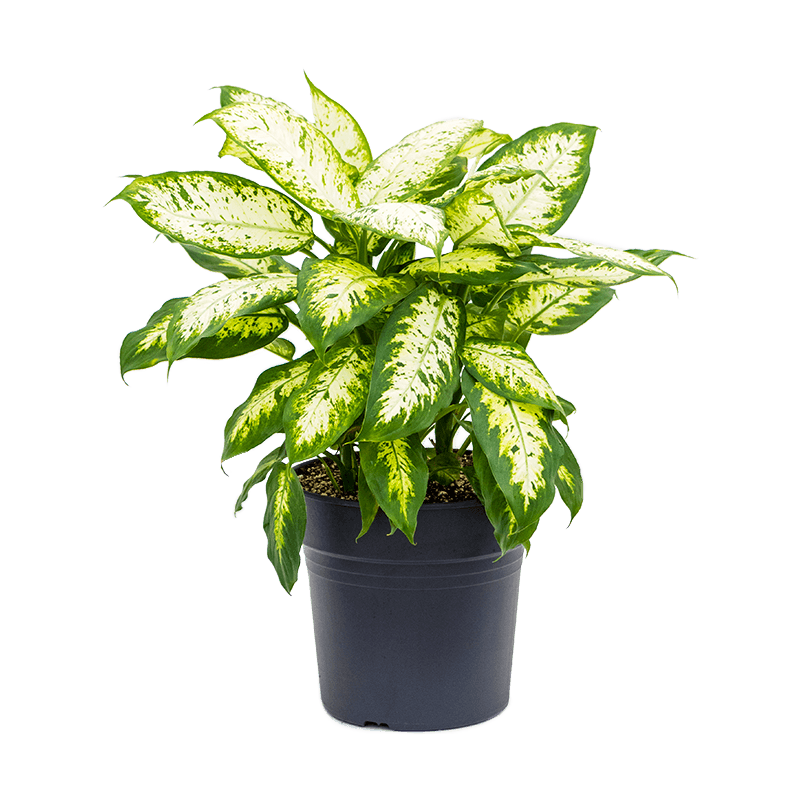 Диффенбахия компакта Dieffenbachia compacta