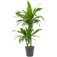 Dracaena fragrans 'Arturo'