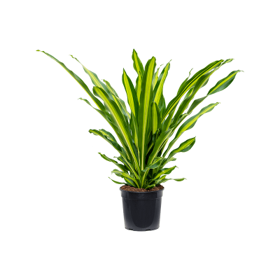 Растение горшечное Драцена/Dracaena fragrans 'Burley'