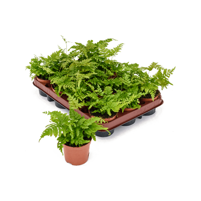 Растение горшечное Щитовник/Dryopteris erythrosora 12/tray