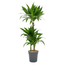 Dracaena fragrans 'Janet Craig'