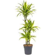 Dracaena fragrans 'Lemon Lime'