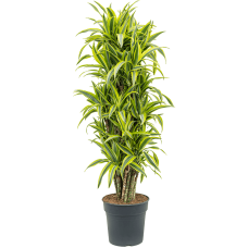 Dracaena fragrans 'Lemon Lime'