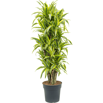 Растение горшечное Драцена/Dracaena fragrans 'Lemon Lime'