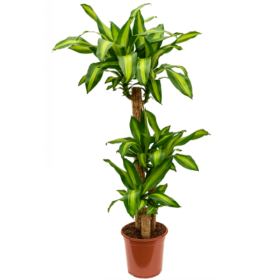 Растение горшечное Драцена/Dracaena fragrans 'Massangeana'