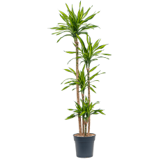 Dracaena fragrans 'Riki'
