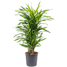 Dracaena fragrans 'Riki'