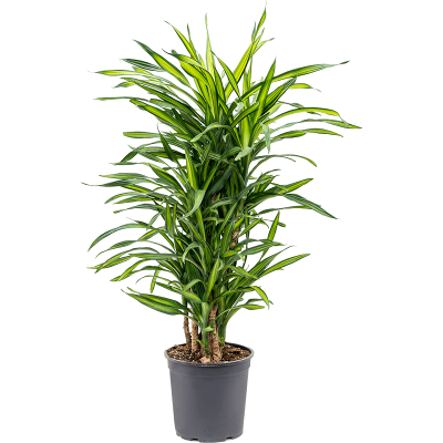 Растение горшечное Драцена/Dracaena fragrans 'Riki'