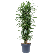 Dracaena fragrans 'Ulises'