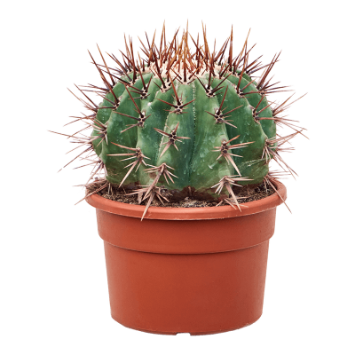 Растение горшечное Эхинокактус/Echinocactus ingens