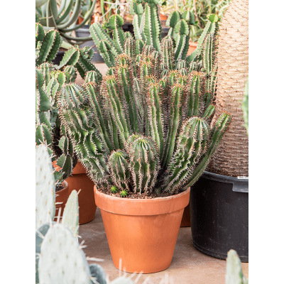 Растение горшечное Молочай/Euphorbia enopla