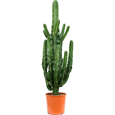 Растение горшечное Молочай/Euphorbia erytrea