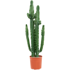 Euphorbia erytrea (200-250)