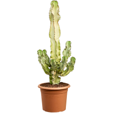 Euphorbia ingens marmorata