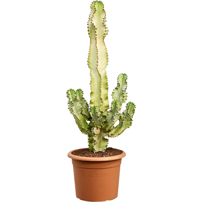 Растение горшечное Молочай/Euphorbia ingens marmorata