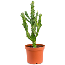 Euphorbia antiquorum