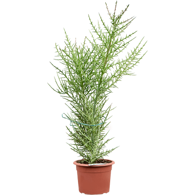 Растение горшечное Молочай/Euphorbia stenoclada