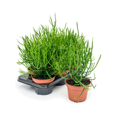 Euphorbia tirucalli 6/tray