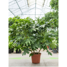 Fatsia japonica