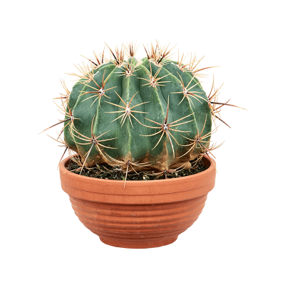 Растение горшечное Ферокактус/Ferocactus horridus brevispinus