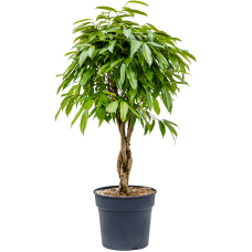 Ficus binnendijkii 'Amstel King'