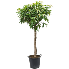 Ficus amstel king