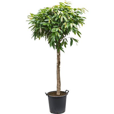 Растение горшечное Фикус/Ficus amstel king