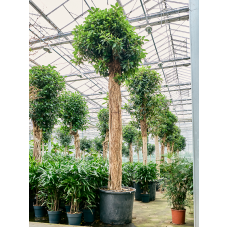 Ficus rubiginosa 'Australis'