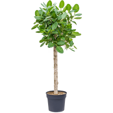 Ficus benghalensis 'Audrey'