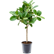 Ficus benghalensis 'Audrey'