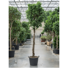 Ficus benjamina 'Columnar'