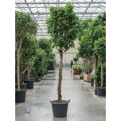 Растение горшечное Фикус/Ficus benjamina 'Columnar'