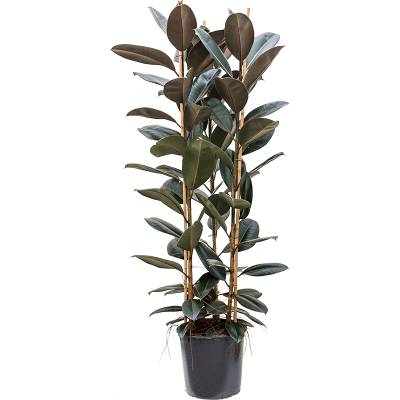 Растение горшечное Фикус/Ficus elastica 'Abidjan'