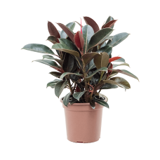 Ficus elastica 'Melany’