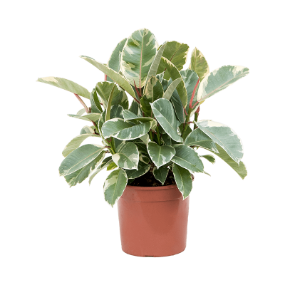 Растение горшечное Фикус/Ficus elastica 'Tineke'