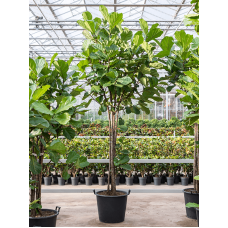 Ficus lyrata