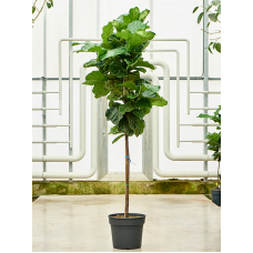 Ficus lyrata