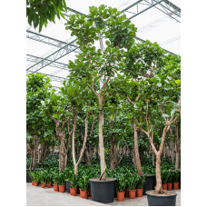 Ficus lyrata