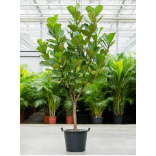 Ficus lyrata