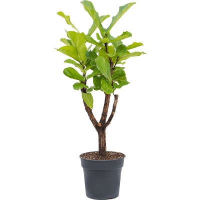 Растение горшечное Фикус/Ficus lyrata