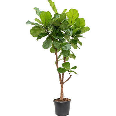 Растение горшечное Фикус/Ficus lyrata