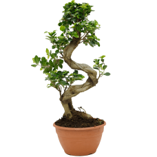 Ficus microcarpa 'Compacta'