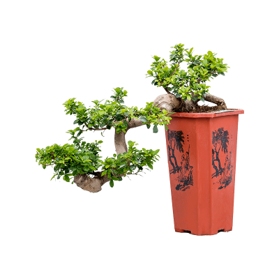 Растение горшечное Фикус/Ficus microcarpa 'Compacta'