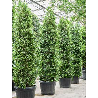 Растение горшечное Фикус/Ficus microcarpa ‘Nitida’ (350-400)