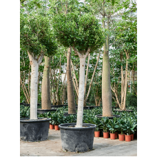 Ficus microcarpa 'Nitida' (300-380)