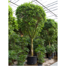 Ficus nitida